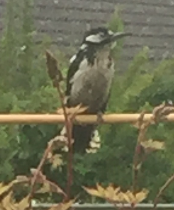 a Buntspecht weiblich resting shortly